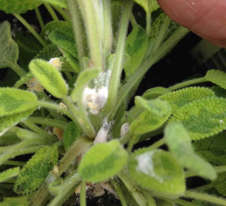 An upclose image of a green plant stem with small, white, mealybugs.