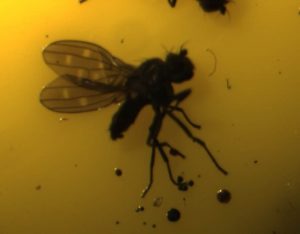 An upclose image of a Shore Fly against a yellow background.