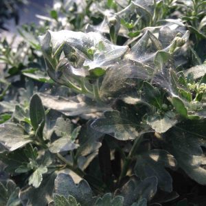 A dark green plant with small brown mites on white webbing between the leaves.