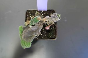 An image of a leafy plant in a square container with a white tag.