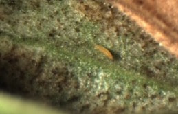 An extrmely up close image of a small brown insect on a plant.