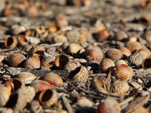 Acorns cluttered on the ground.