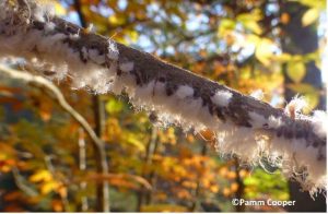 A closeup of the brown branch of an American Beech, with a white fuzzy material on it. The words "Copyright Pamm Cooper" are written in the bottom right corne