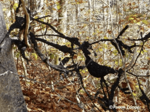 A photo of a stick in the woods covered by a black substance. The words "Copyright Pamm Cooper" are written in the bottom right corner.