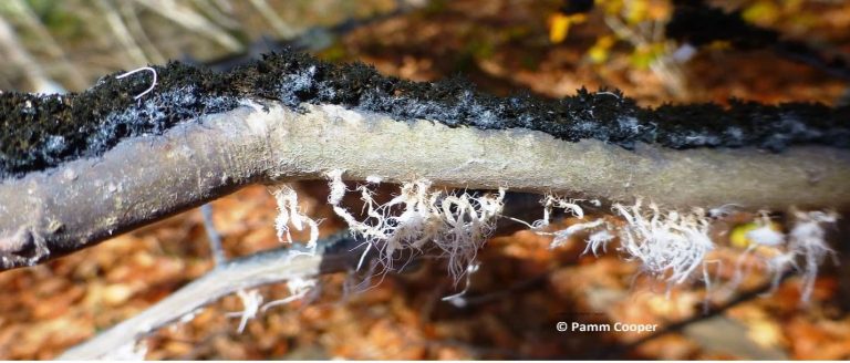 A closeup of the brown branch of an American Beech, with a white fuzzy material on the bottom, and dark colord material on the top of it. The words "Copyright Pamm Cooper" are written in the bottom right corne