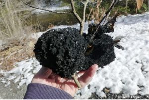 A photo of a hand holding a small twig with a large mass of black material on it. There are other trees and snow on the ground in the background.