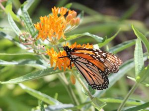 Monarch butterfly on orange milk weed flower.