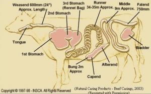 A diagram of natrual beef casings within a cow.