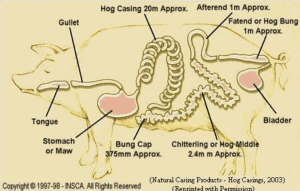 A diagram of natrual hog casings within a pig.