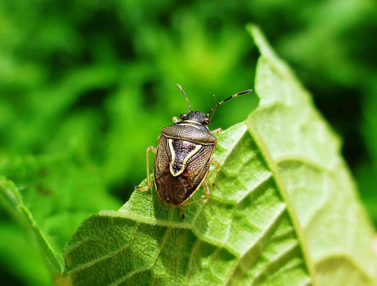 An upclose image of a Mormidea lugens on the edge of a green leaf.