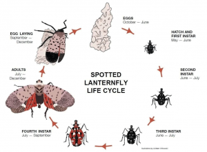 spotten lanternfly life cycle diagram.