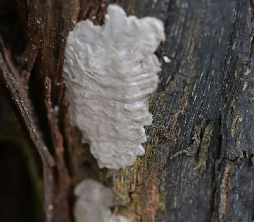 Spotted lanternfly egg sac on tree bark.