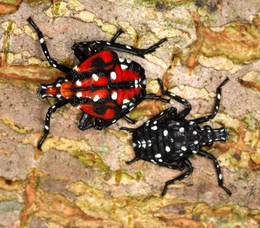 Two spotted lanternfly nymphs.