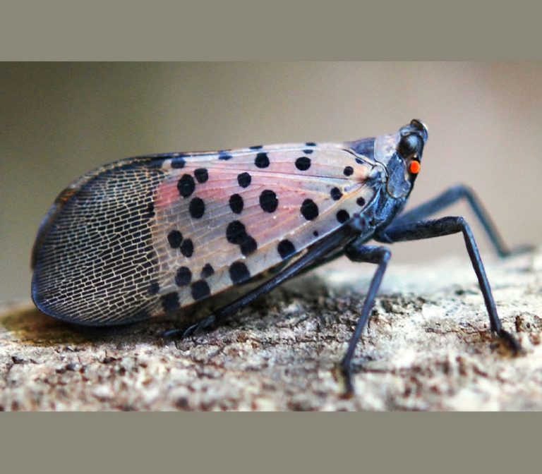 Closeup of a spotted lanternfly.