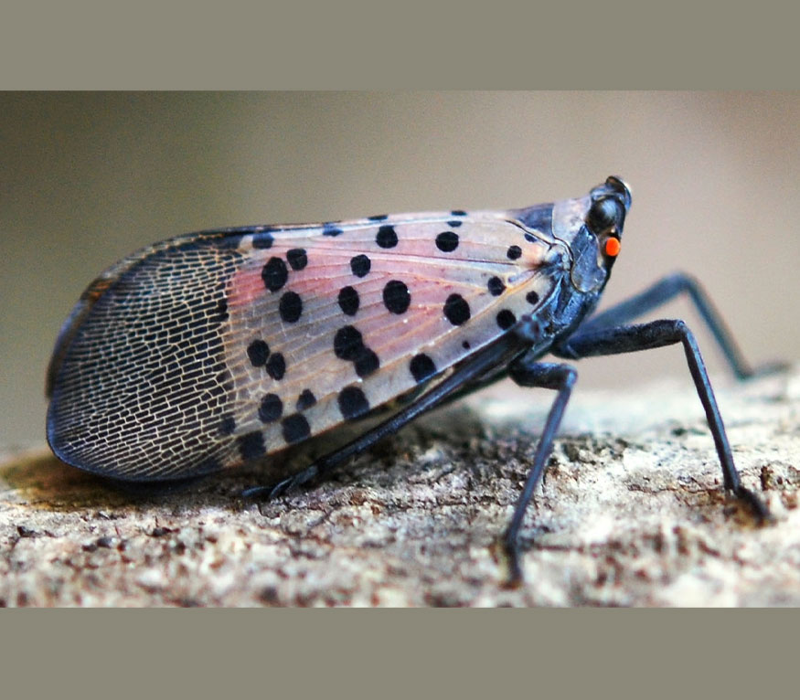 Closeup of a spotted lanternfly.