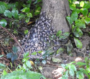 Swarm of spotted lanternflies at a base of a tree.