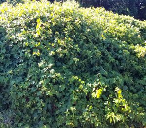 Green Porcelain Berry vines.