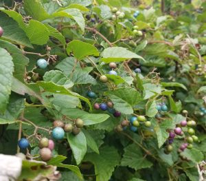 Porcelain Berry foliage and berries