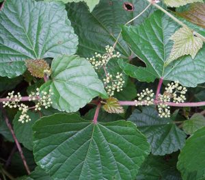Green Porcelain Berry vines closeup of the leaves and flowers.