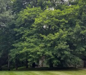 Norway Maple tree with green foliage.