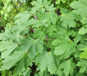 Norway Maple tree leaves closeup.