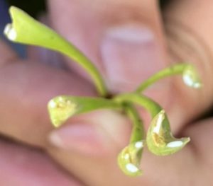 Closeup of Norway Maple tree leaf stems cut showing the milky sap.