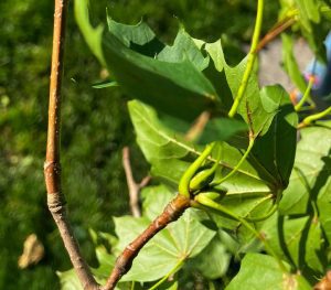 Brown young twigs showing with green leaves