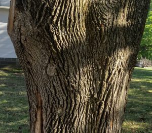 Norway Maple tree closeup of bark.