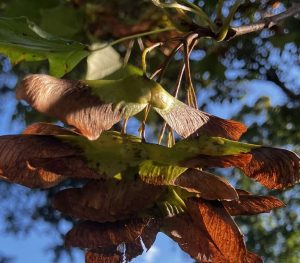 Norway Maple tree closeup of samaras.