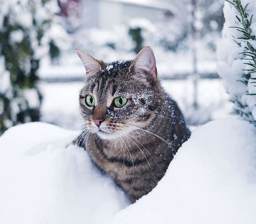 grey cat in the snow