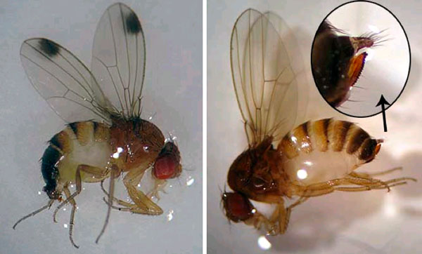 Male and female spotted wing drosophila.