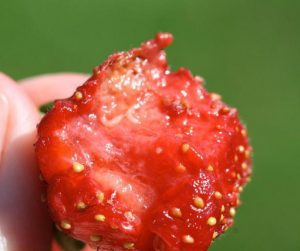 Spotted wing drosophila larvae feeding in strawberry.