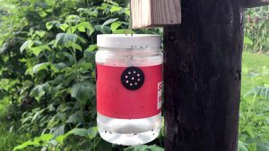 Spotted wing drosophila trap.