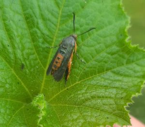 Squash Vine Borer on a leaf.