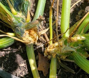 Squash Vine Borer damage on a squash plant.
