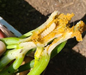 Squash Vine Borer larvae in a squash stem