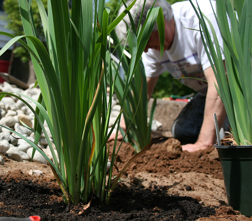 man putting plants in the ground.