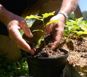 a white oak tree sapling in a pot.
