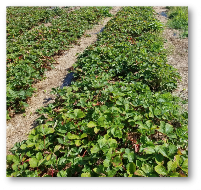 An interconnected mat of June-bearing strawberries planted in a double row
